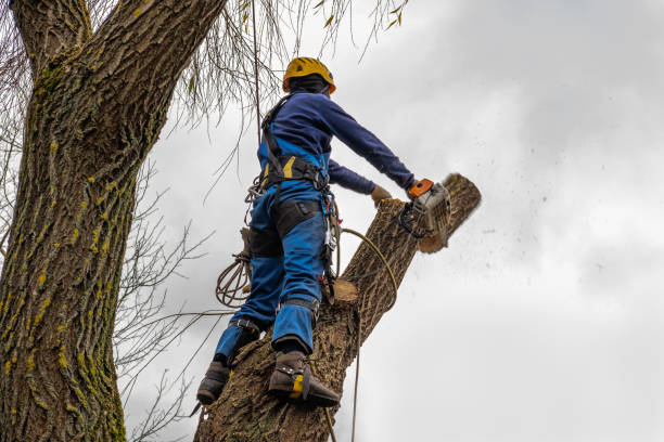 Seasonal Cleanup (Spring/Fall) in Mission, OR