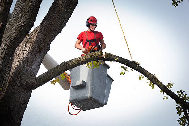 Best Tree Cabling and Bracing  in Mission, OR